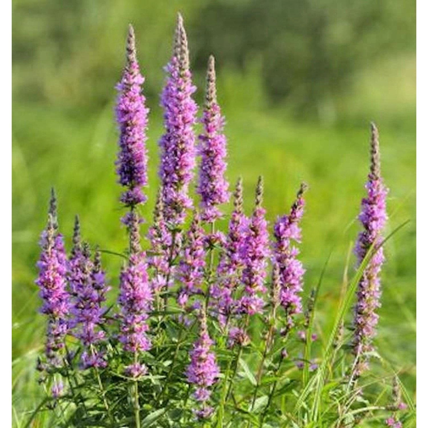 Blutweiderich Rose Queen - Lythrum virgatum Blutweiderich Rose Queen - Lythrum virgatum von Die Nr-01.de