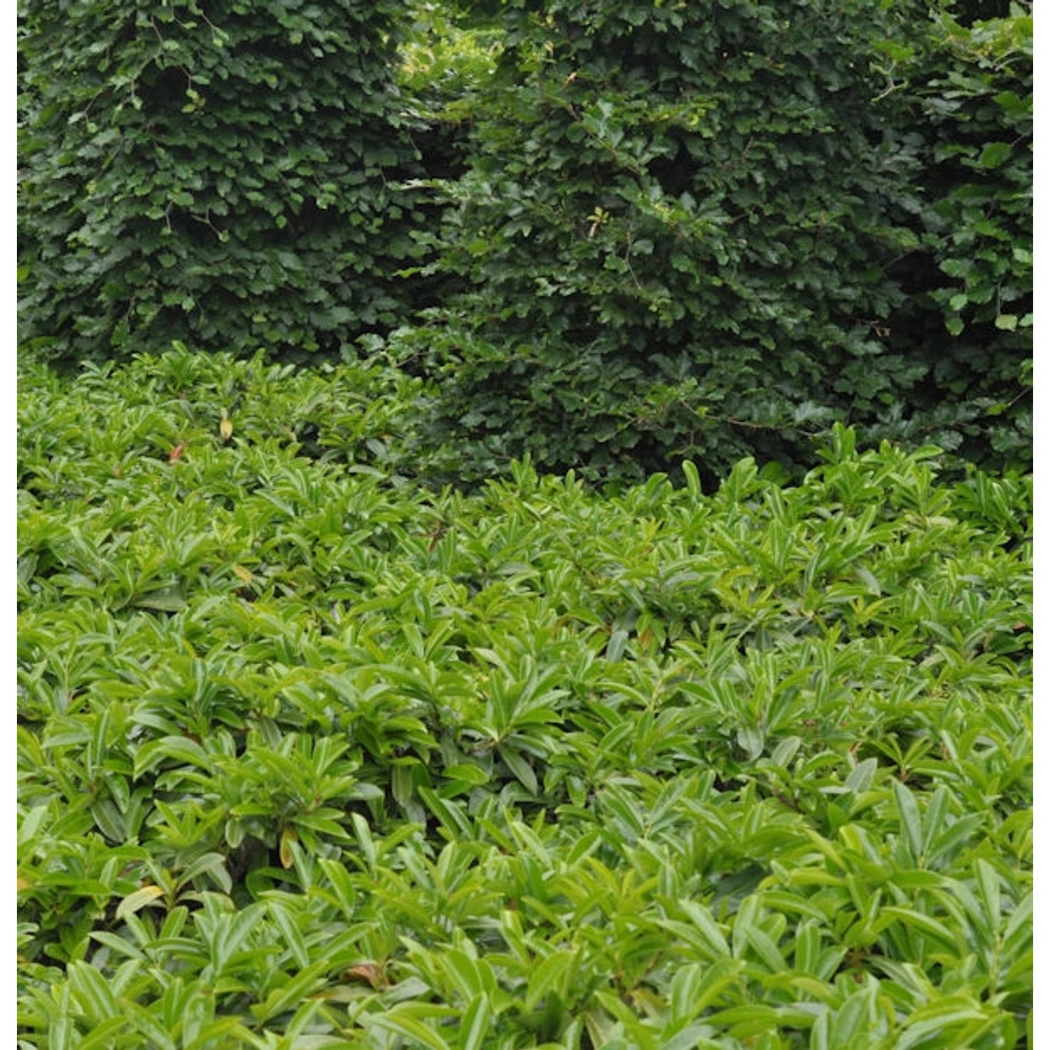Bodendecker Lorbeerkirsche Mount Vernon 40-60cm - Prunus laurocerasus Bodendecker Lorbeerkirsche Mount Vernon 40-60cm - Prunus laurocerasus von Die Nr-01.de