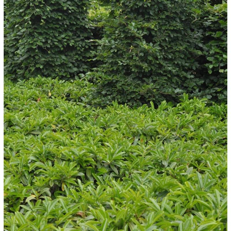 Bodendecker Lorbeerkirsche Mount Vernon 40-60cm - Prunus laurocerasus von Die Nr-01.de