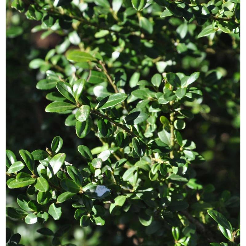 Bonsai Japanische Stechpalme Ilex Glorie Gem 80-100cm - Ilex crenata von Die Nr-01.de
