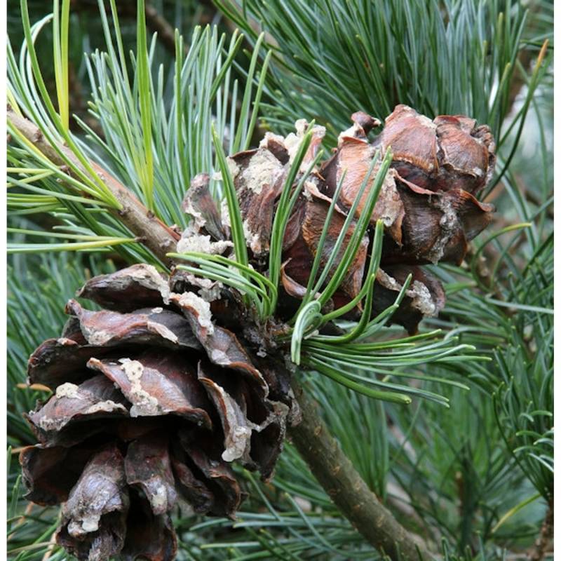 Bonsaiartige blaue Mädchenkiefer 25-30cm - Pinus parviflora von Die Nr-01.de