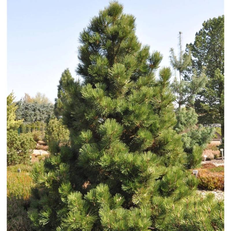 Bosnische Zwergkiefer Malinki 70-80cm - Pinus leucodermis von Die Nr-01.de