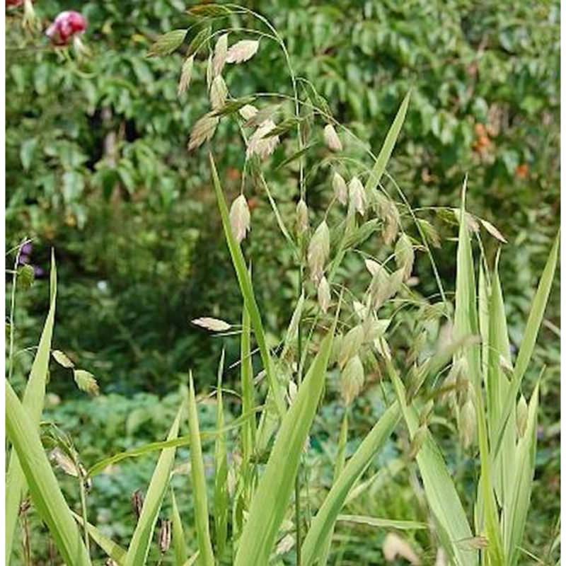 Breitährengras - großer Topf - Uniola latifolia von Die Nr-01.de