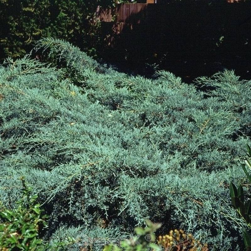 Breitwacholder Grey Owl 30-40cm - Juniperus virginiana von Die Nr-01.de