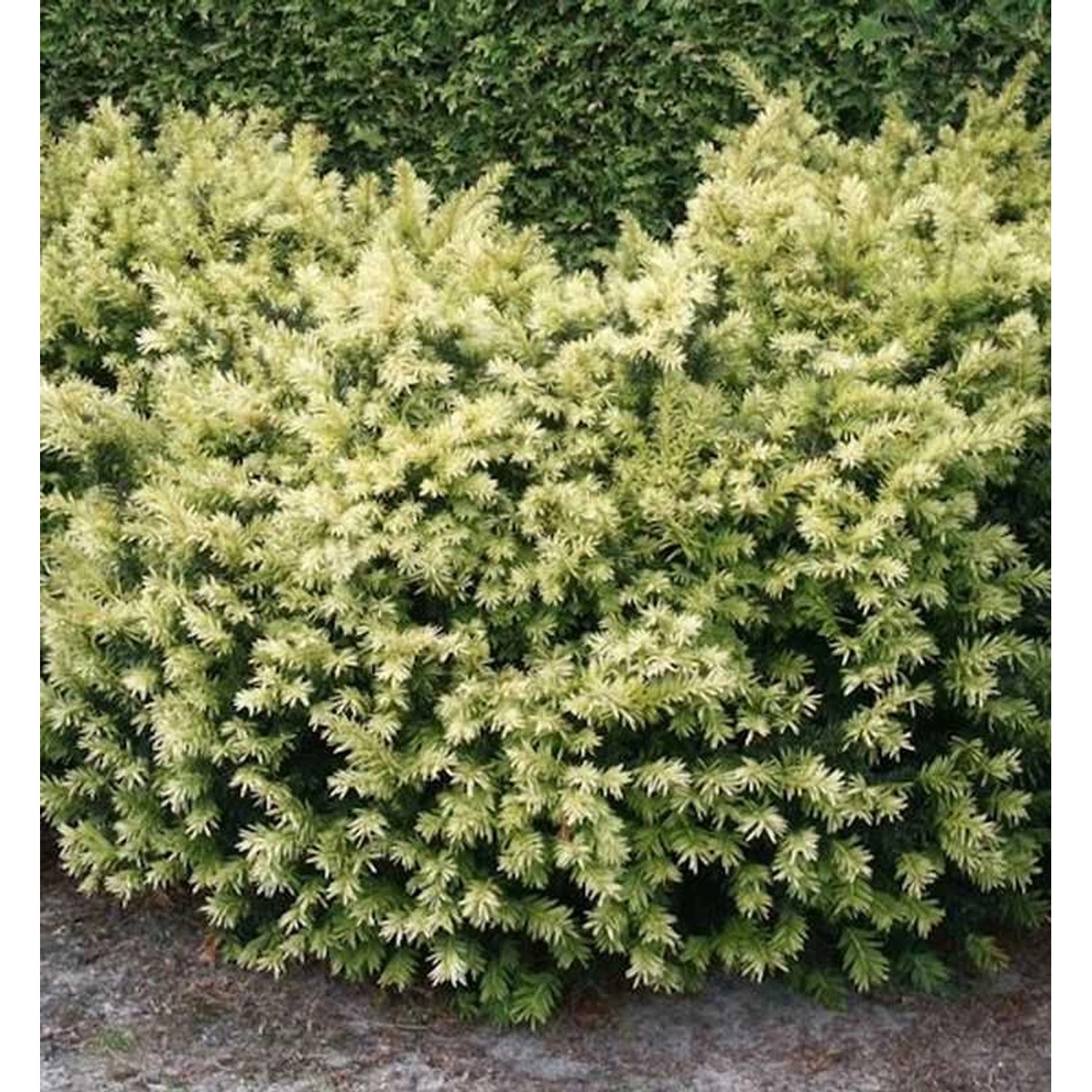 Breitwachsende Goldeibe Golden Nugget 50-60cm - Taxus baccata Breitwachsende Goldeibe Golden Nugget 50-60cm - Taxus baccata von Die Nr-01.de