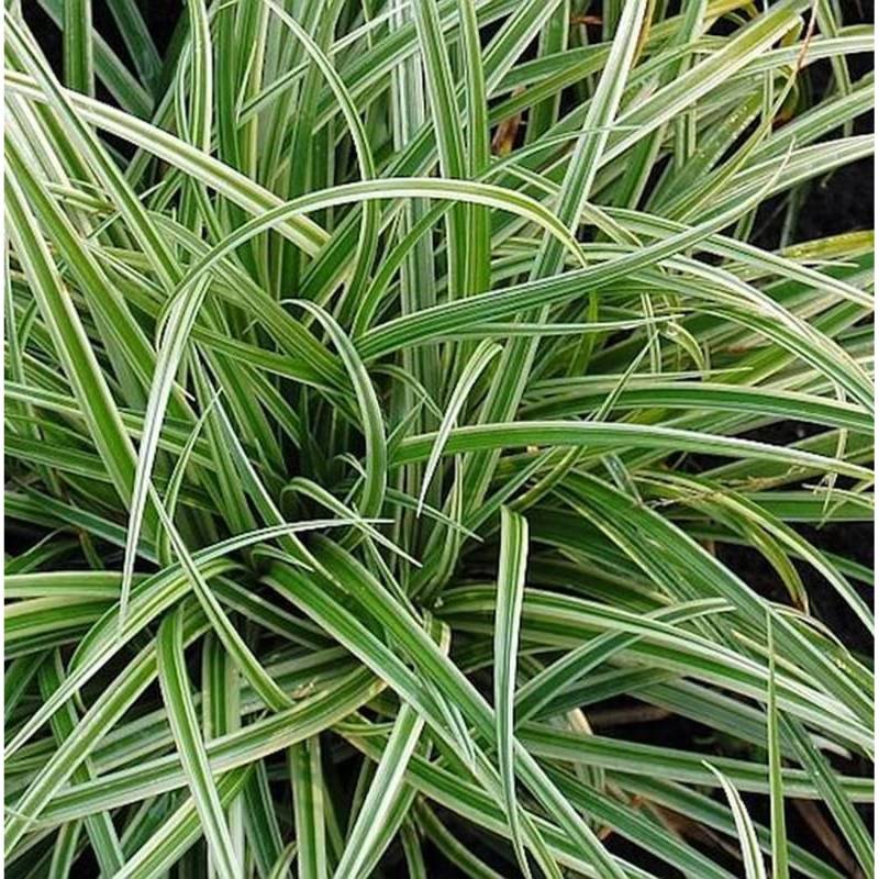 Brokat Segge Silver Sceptre - Carex dolichostachya von Die Nr-01.de