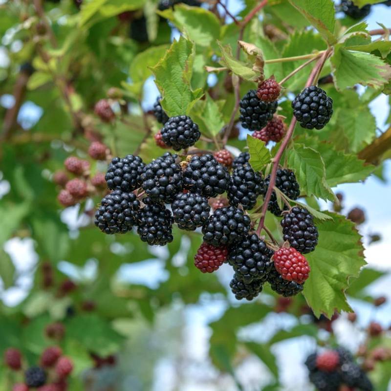 Brombeere Dirksen Thornless - Rubus fruticosus von Die Nr-01.de