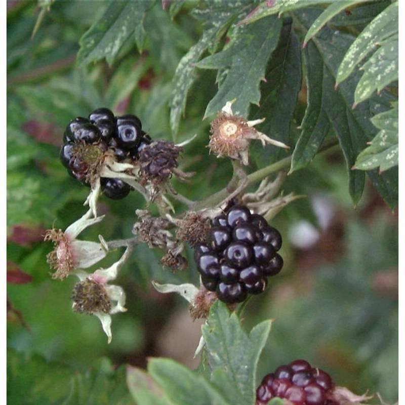 Brombeere Thornfree - Rubus fruticosus von Die Nr-01.de