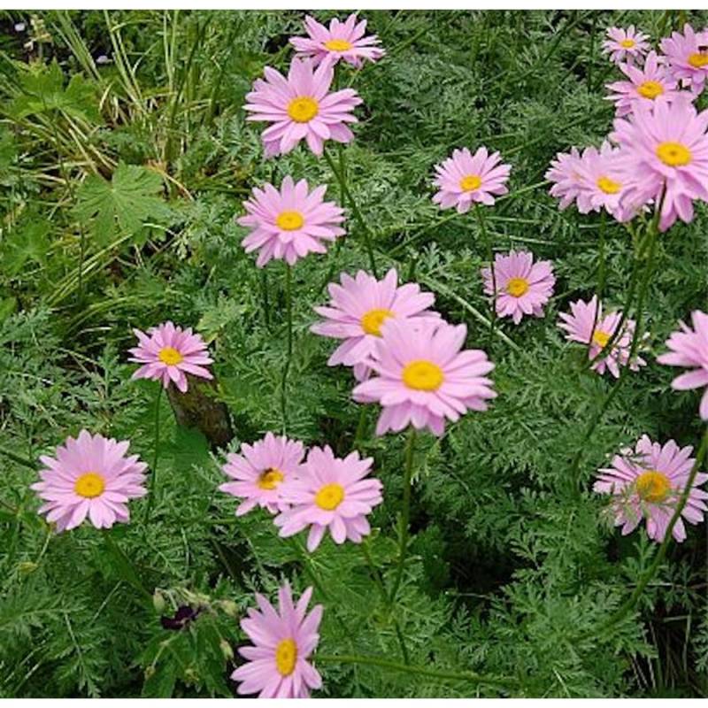 Bunte Magerite Robisons rosa - Tanacetum coccineum Bunte Magerite Robisons rosa - Tanacetum coccineum von Die Nr-01.de