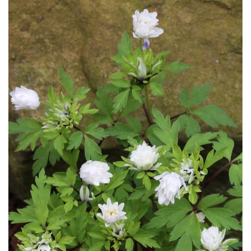Buschwindröschen Bracteata Pleniflora - Anemone nemorosa von Die Nr-01.de