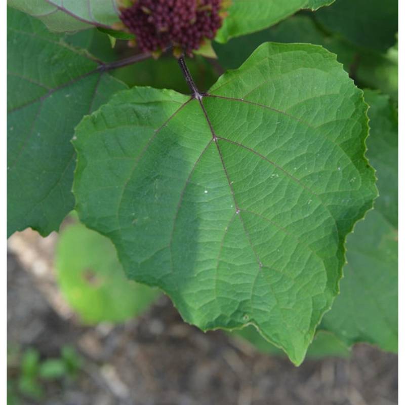 China Losbaum Pink Diamond 60-80cm - Clerodendrum bungei von Die Nr-01.de