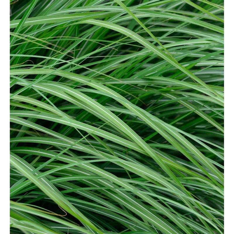 Chinaschilf Adagio - XXXL Topf - Miscanthus sinensis von Die Nr-01.de