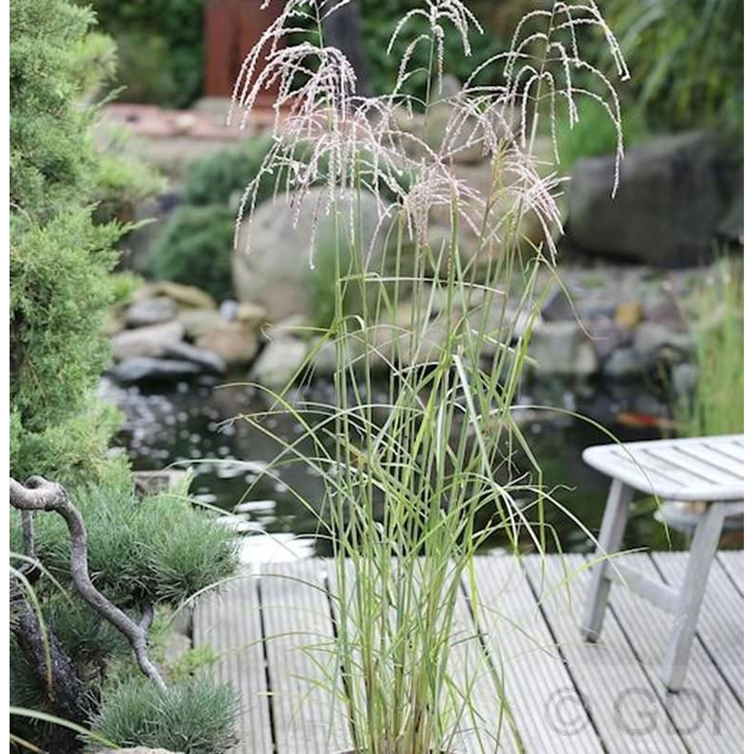 Chinaschilf Champagner - Miscanthus sinensis Chinaschilf Champagner - Miscanthus sinensis von Die Nr-01.de