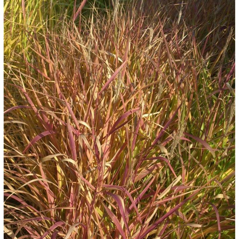 Chinaschilf Droning Ingrid - XXXL Topf - Miscanthus sinensis von Die Nr-01.de
