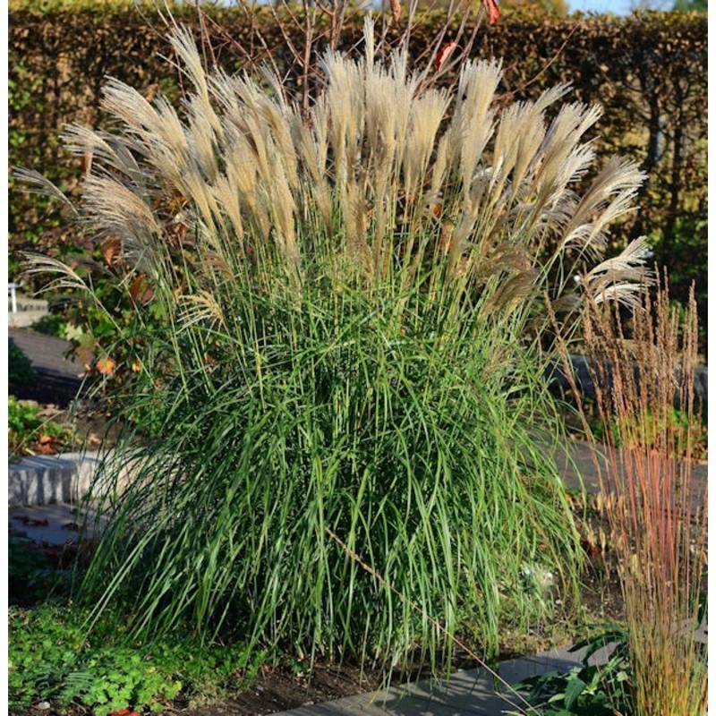 Chinaschilf Hermann Müssel - XXXL Topf - Miscanthus sinensis von Die Nr-01.de