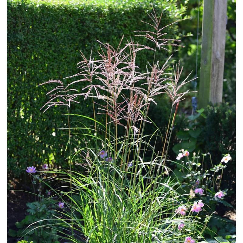 Chinaschilf Ibiza - XXXL Topf - Miscanthus sinensis von Die Nr-01.de