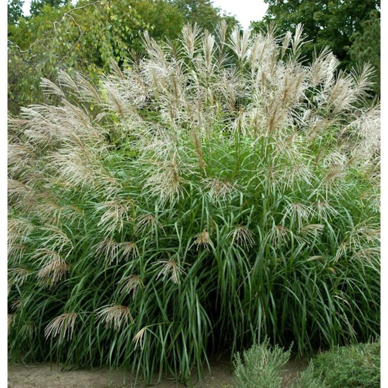 Chinaschilf Korea - XXXL Topf - Miscanthus sinensis von Die Nr-01.de
