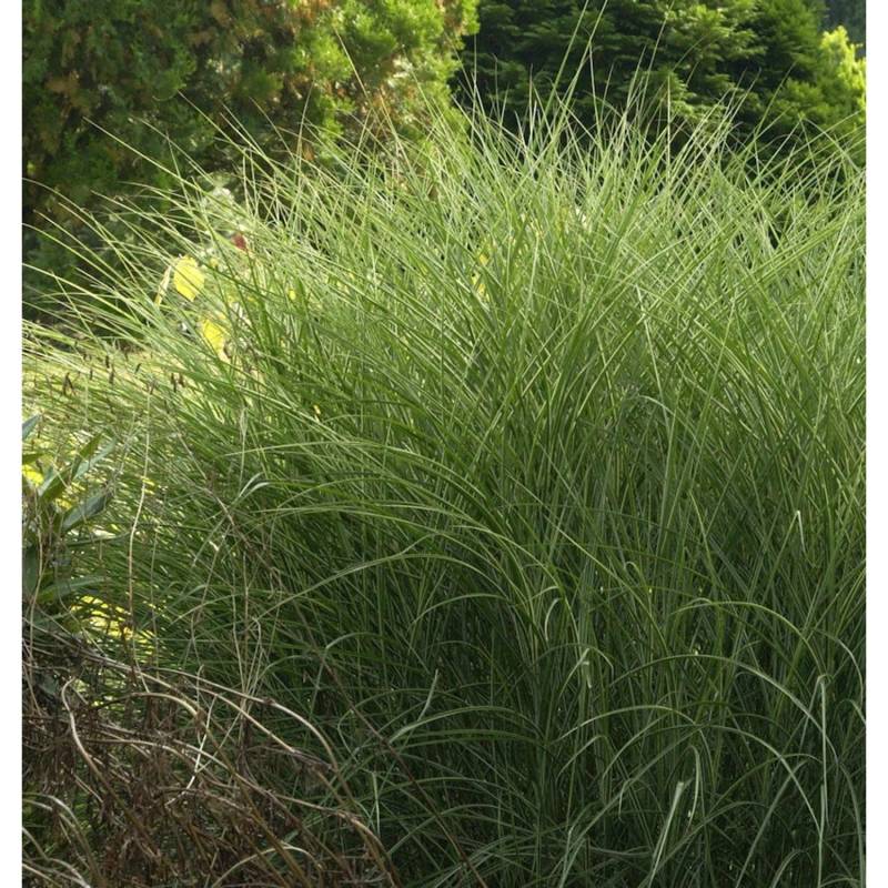 Chinaschilf Morning Light- XXXL Topf - Miscanthus sinensis von Die Nr-01.de