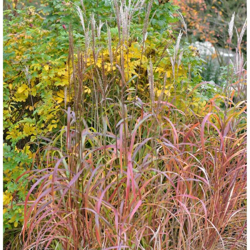 Chinaschilf Pink Cloud - XXXL Topf - Miscanthus sinensis von Die Nr-01.de