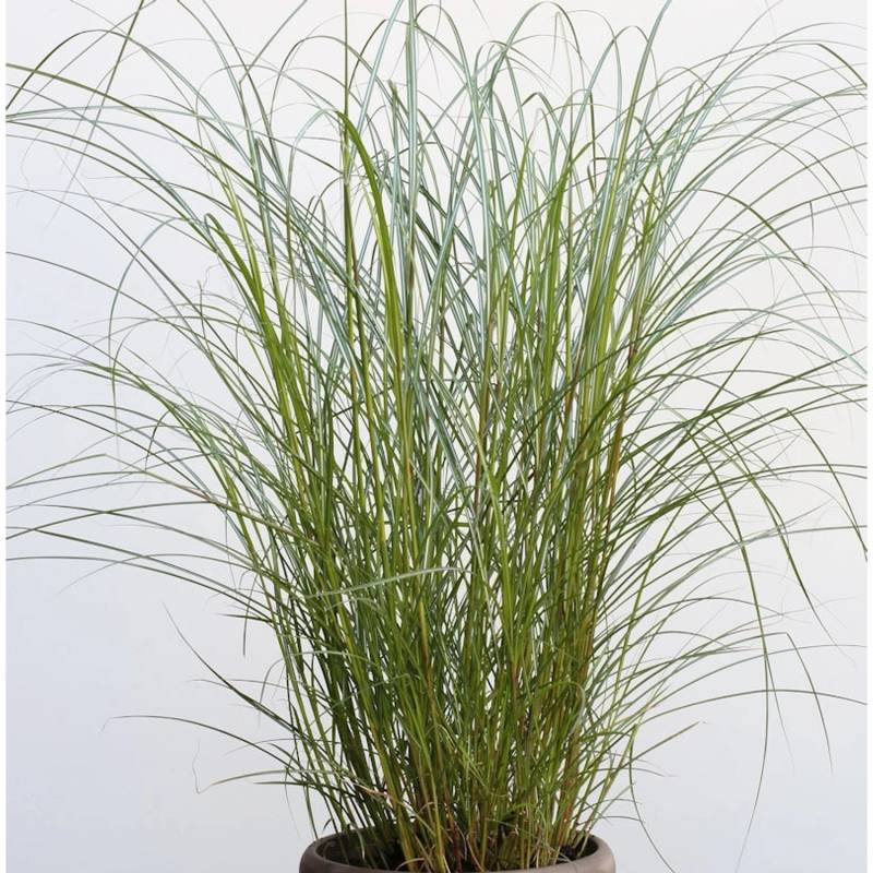 Chinaschilf Red Chief - XXXL Topf - Miscanthus sinensis von Die Nr-01.de