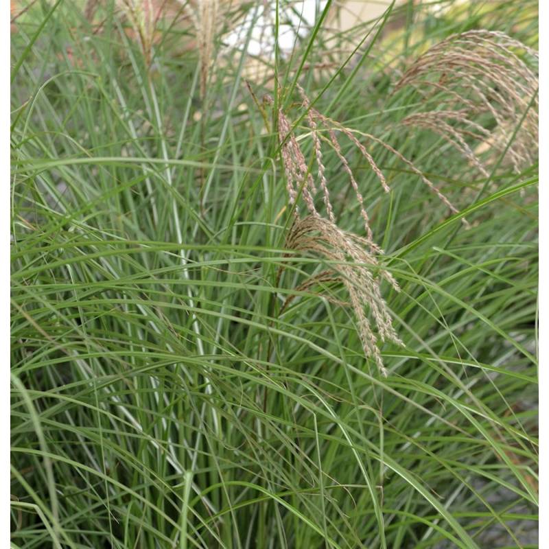 Chinaschilf Red Cloud - XXXL Topf - Miscanthus sinensis von Die Nr-01.de
