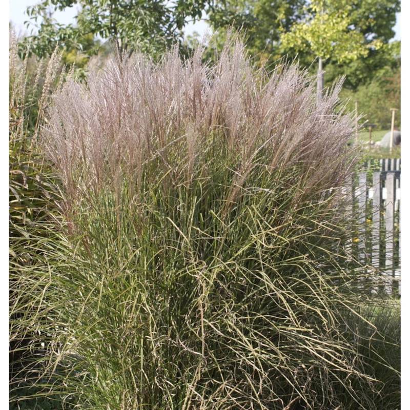 Chinaschilf Silberspinne - XXXL Topf - Miscanthus sinensis von Die Nr-01.de