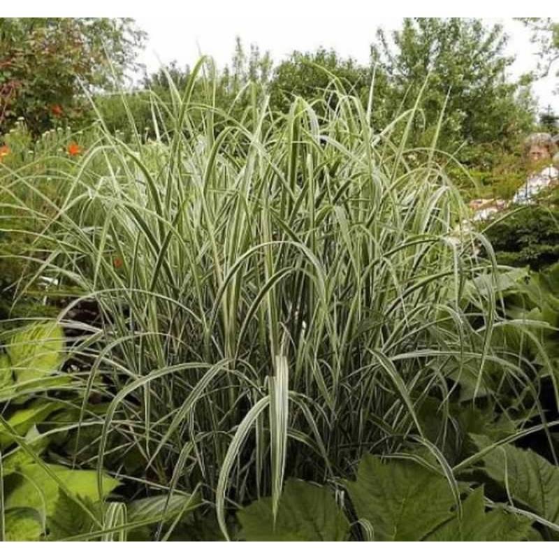 Chinaschilf Variegatus - XXXL Topf - Miscanthus sinensis von Die Nr-01.de