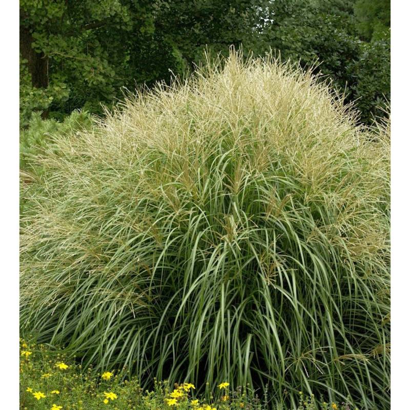Chinaschilf Yakushima Dwarf - XXXL Topf - Miscanthus sinensis von Die Nr-01.de