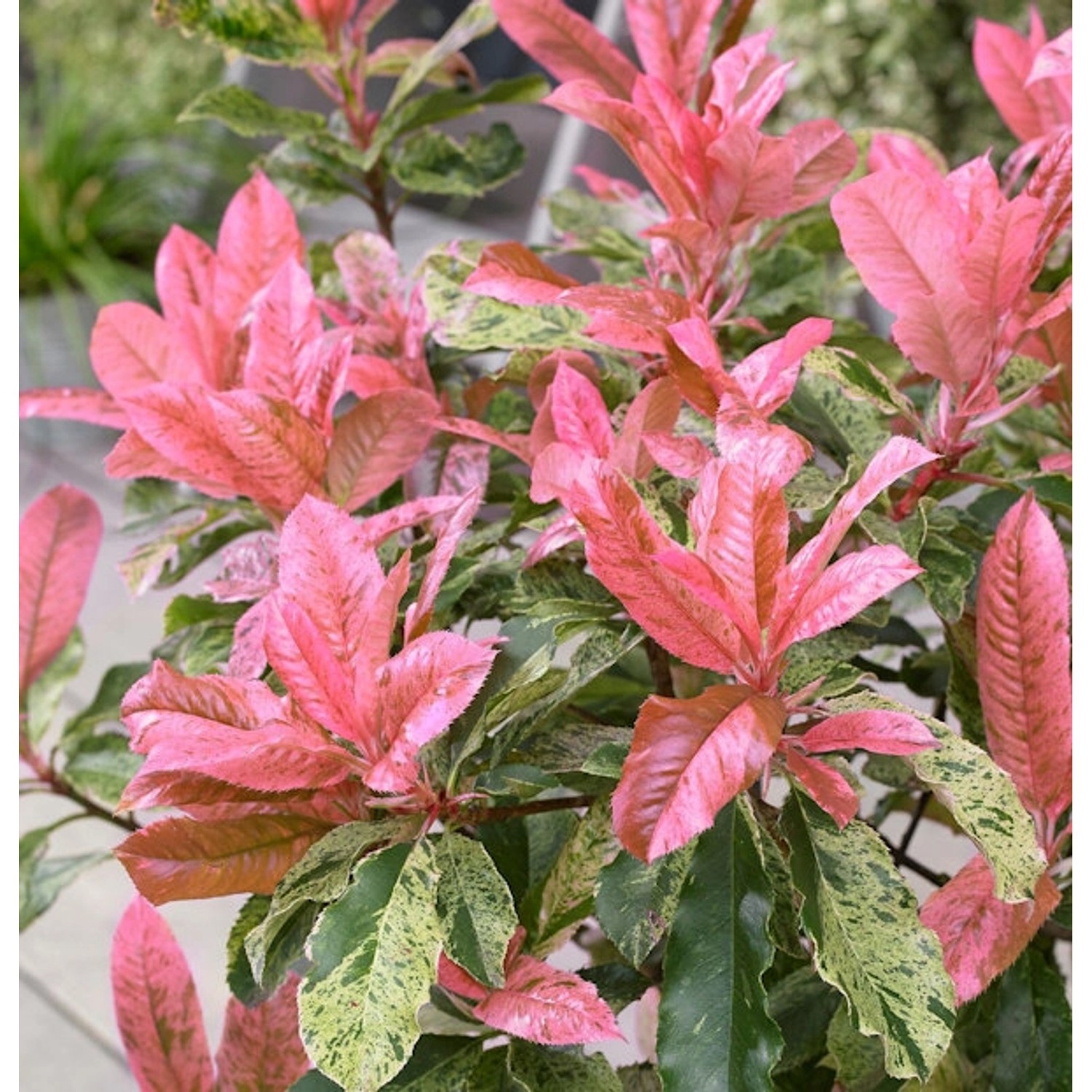 Chinesische Glanzmispel Pink Crispy 30-40cm - Photinia serratifolia Chinesische Glanzmispel Pink Crispy 30-40cm - Photinia serratifolia von Die Nr-01.de