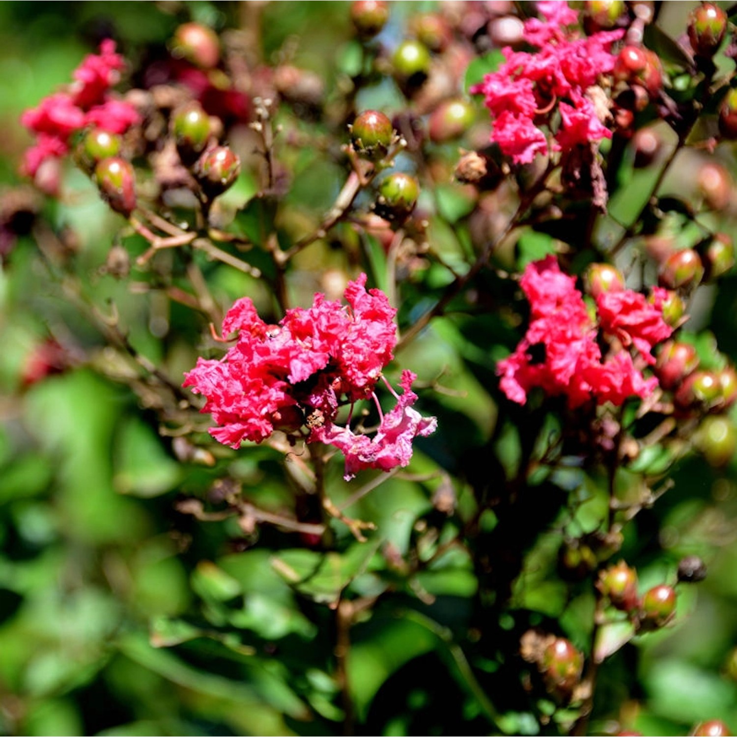 Chinesische Kräuselmyrte Pink Velour 100-125cm - Lagerstroemia indica Chinesische Kräuselmyrte Pink Velour 100-125cm - Lagerstroemia indica von Die Nr-01.de