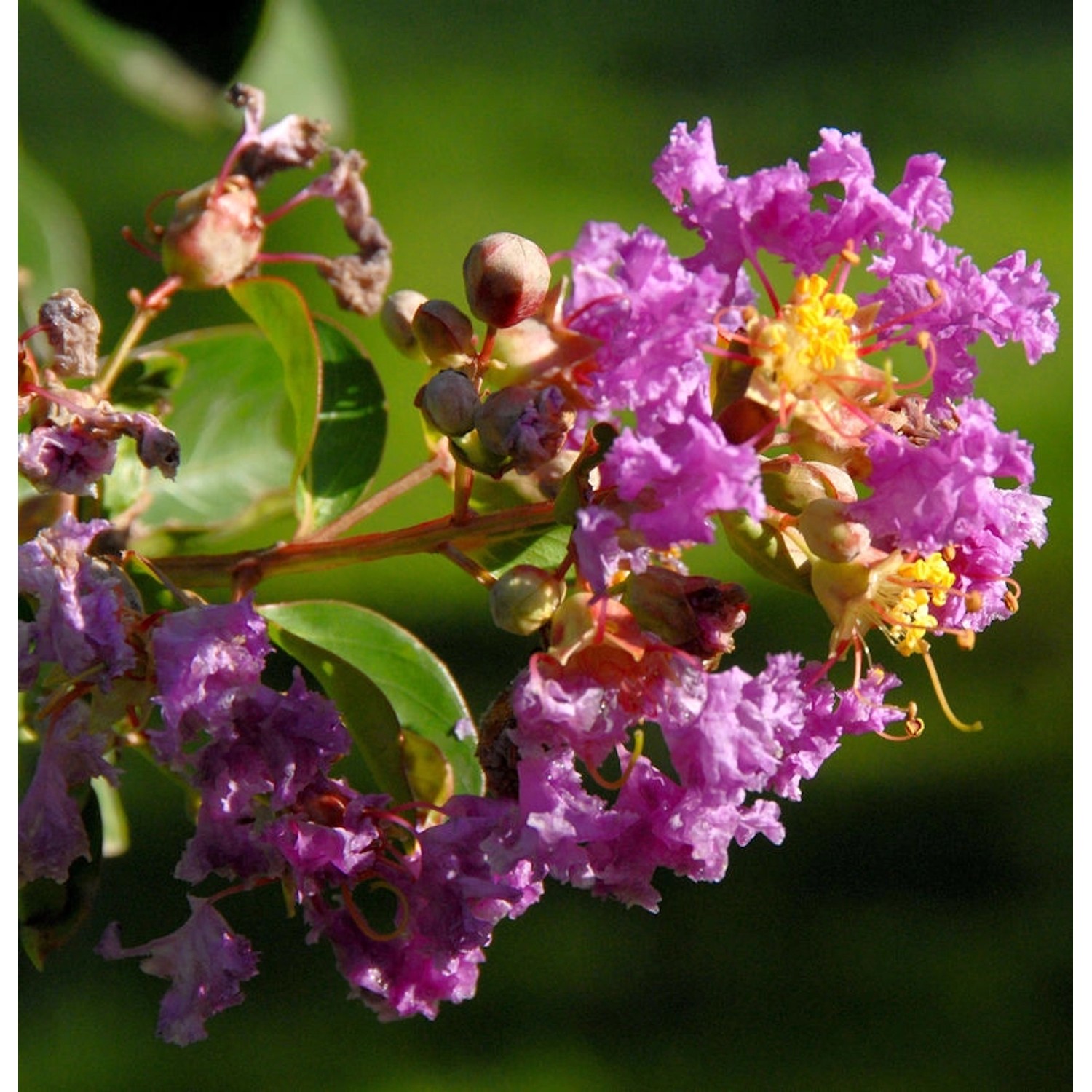 Chinesische Kräuselmyrte Purple Star 30-40cm - Lagerstroemia indica Chinesische Kräuselmyrte Purple Star 30-40cm - Lagerstroemia indica von Die Nr-01.de