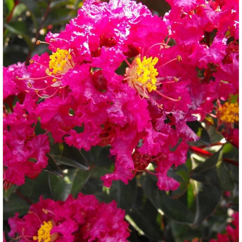 Chinesische Kräuselmyrte Red Imperator 40-60cm - Lagerstroemia indica Chinesische Kräuselmyrte Red Imperator 40-60cm - Lagerstroemia indica von Die Nr-01.de