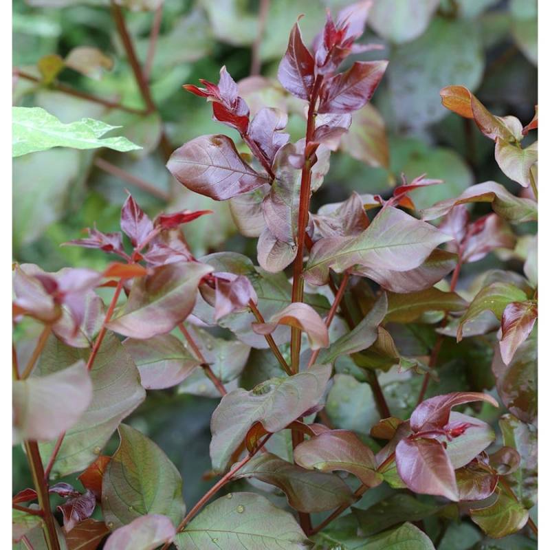 Chinesische Kräuselmyrte Rhapsody in Pink 40-60cm - Lagerstroemia indica von Die Nr-01.de
