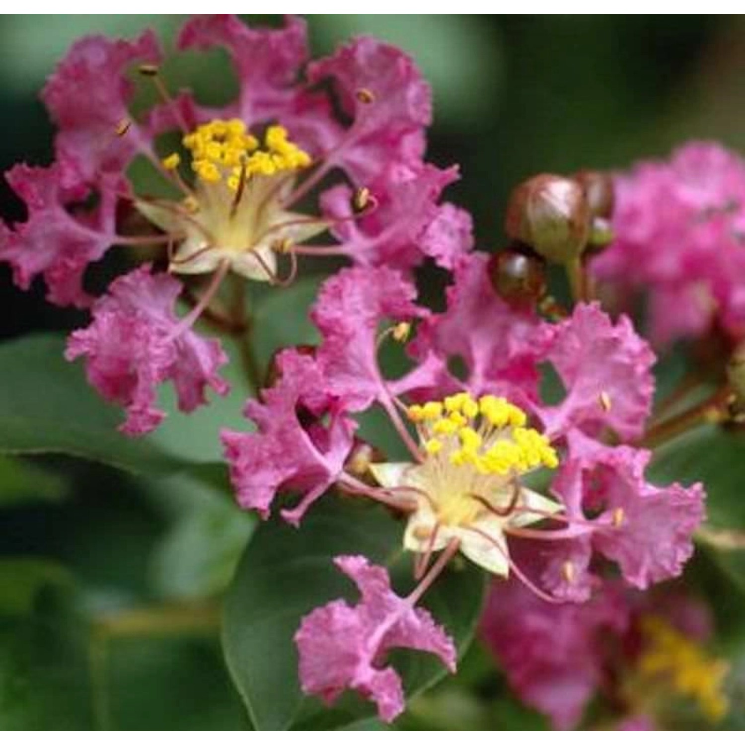 Chinesische Kräuselmyrte Violet d Ete 40-60cm - Lagerstroemia indica Chinesische Kräuselmyrte Violet d Ete 40-60cm - Lagerstroemia indica von Die Nr-01.de