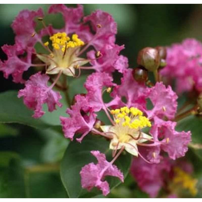 Chinesische Kräuselmyrte Violet d Ete 40-60cm - Lagerstroemia indica von Die Nr-01.de