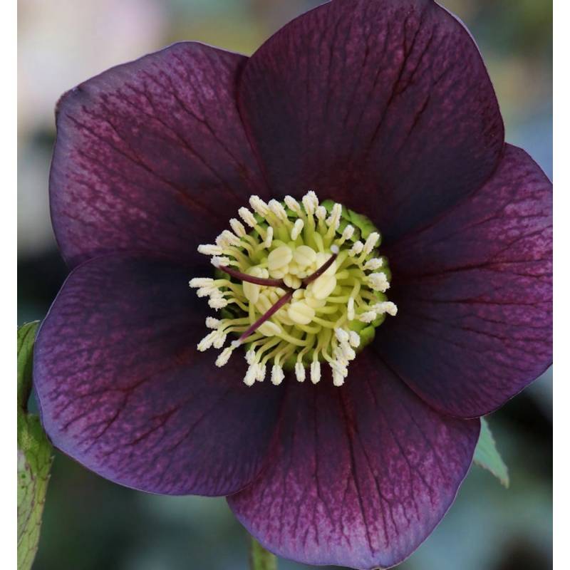 Christrose Lenzrose Blue Lady - Helleborus orientalis von Die Nr-01.de