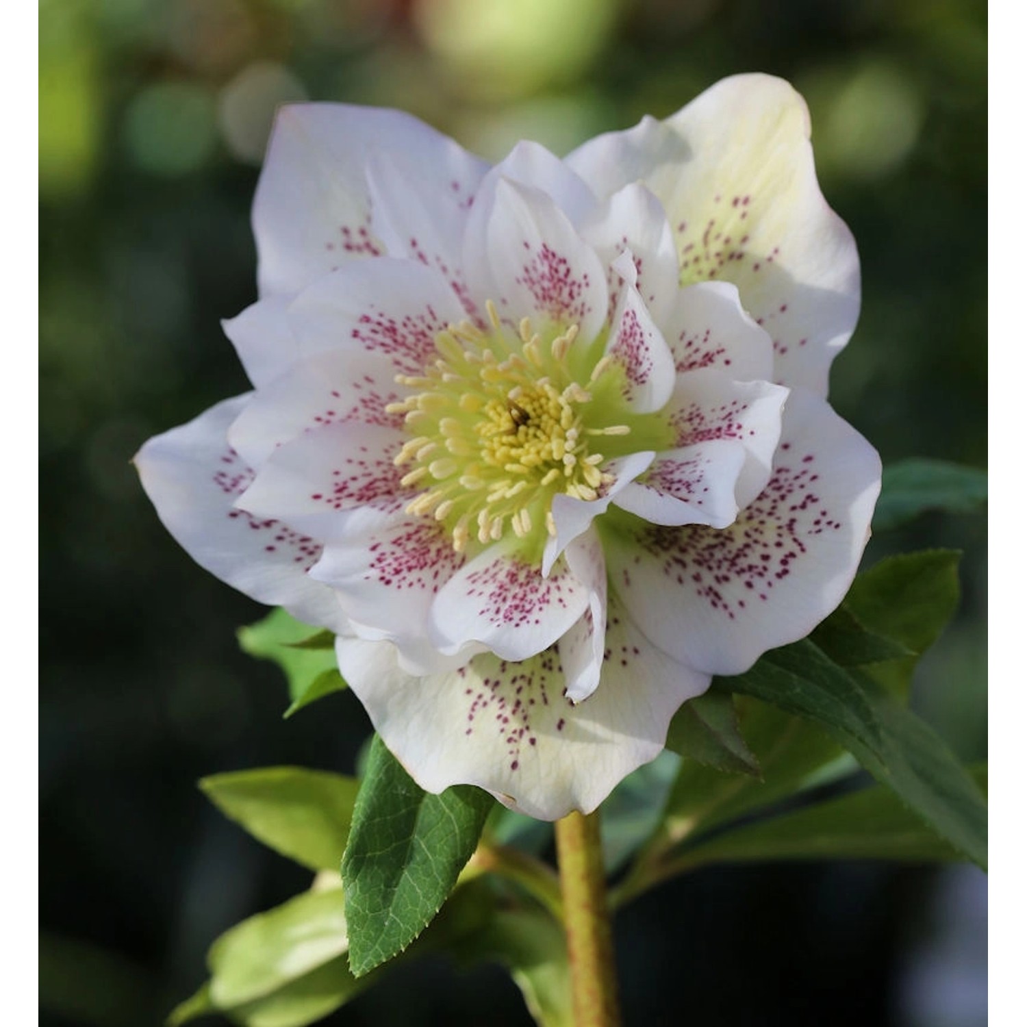 Christrose Lenzrose Double Ellen White Spotted - Helleborus orientalis Christrose Lenzrose Double Ellen White Spotted - Helleborus orientalis von Die Nr-01.de