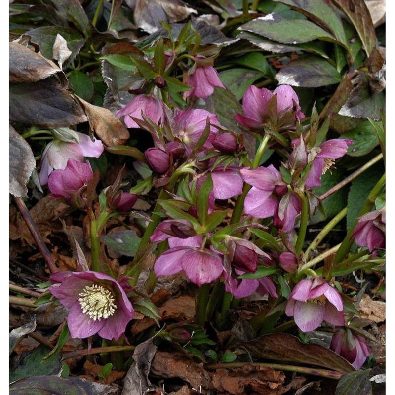 Christrose Lenzrose Metallic Blue - Helleborus orientalis von Die Nr-01.de