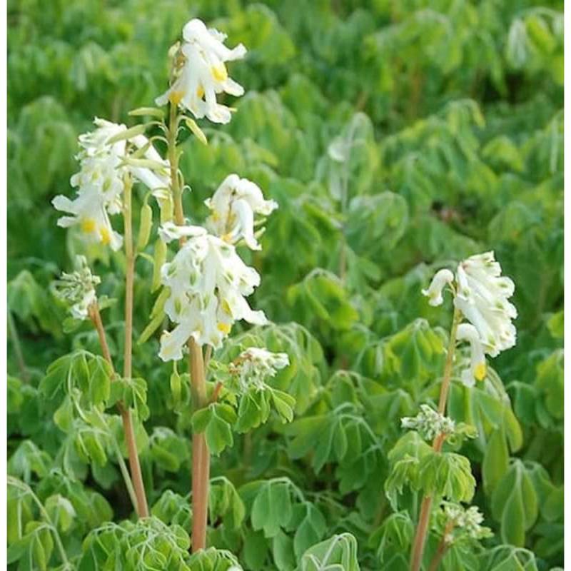 Cremefarbener Lerchensporn - Corydalis ochroleuca von Die Nr-01.de