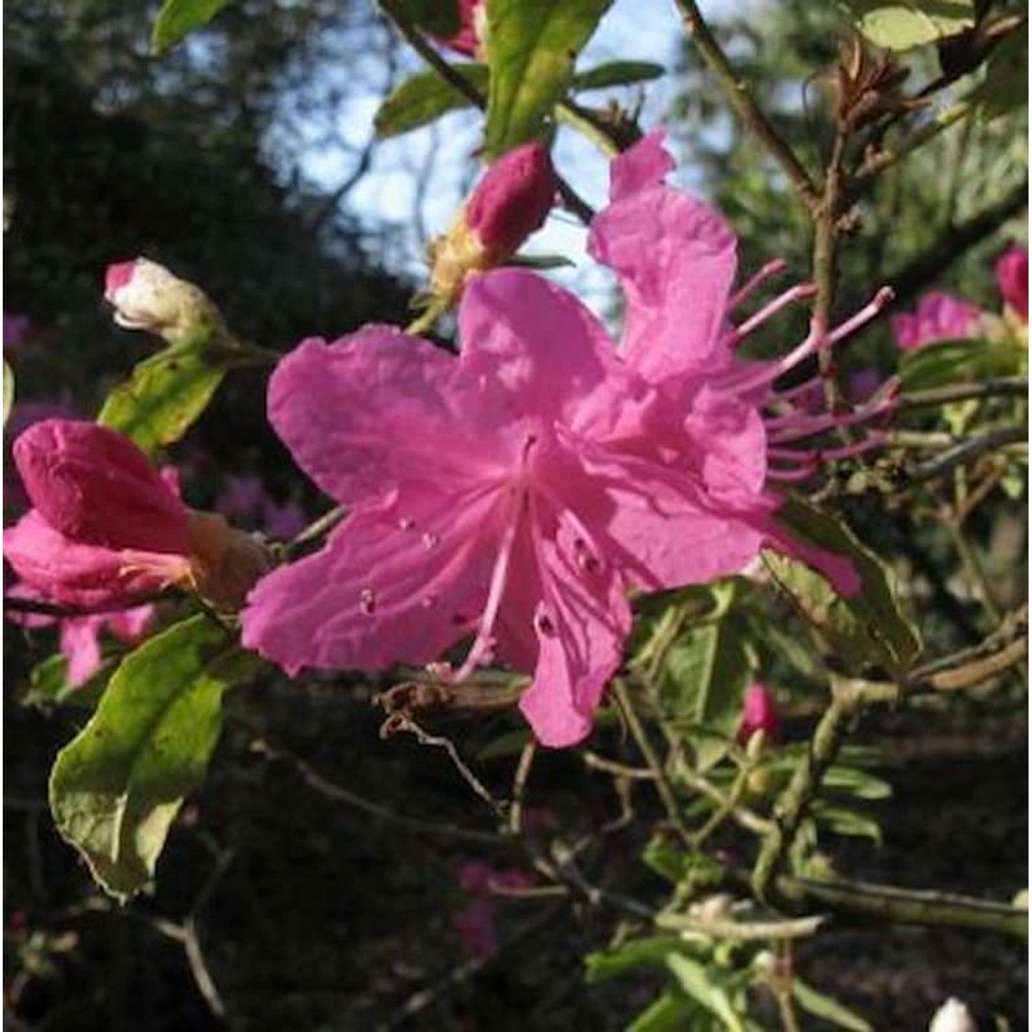 Dahurischer Rhododendron April Rose 20-25cm - Rhododendron dauricum von Die Nr-01.de