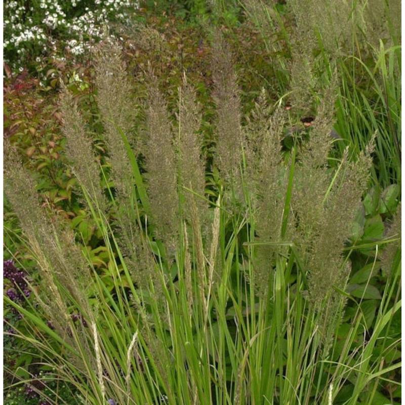 Diamant Reitgras - großer Topf - Calamagrostis brachytricha von Die Nr-01.de
