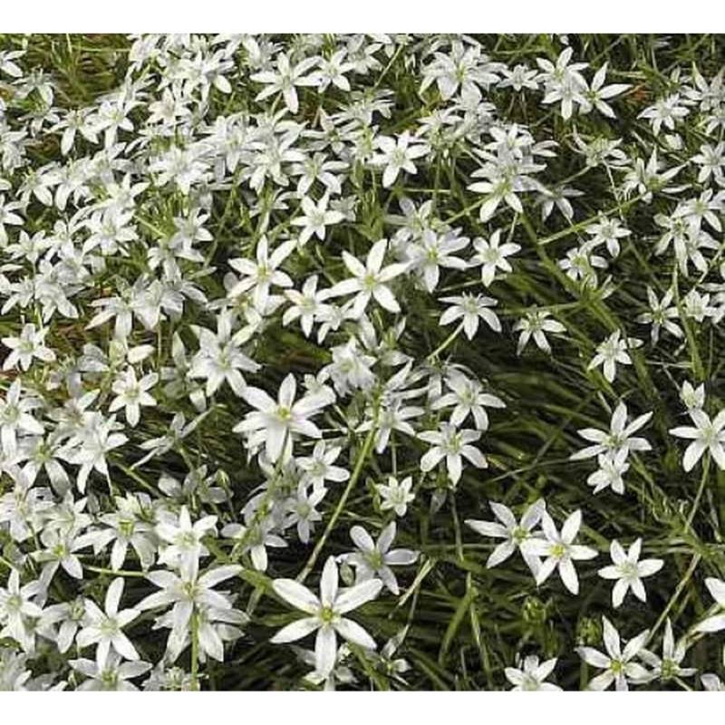 Dolden Milchstern - Ornithogalum umbellatum von Die Nr-01.de