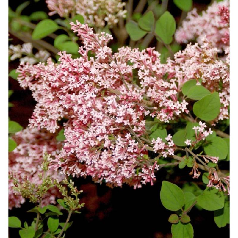Duft Zwergflieder Tinkerbelle 80-100cm - Syringa von Die Nr-01.de