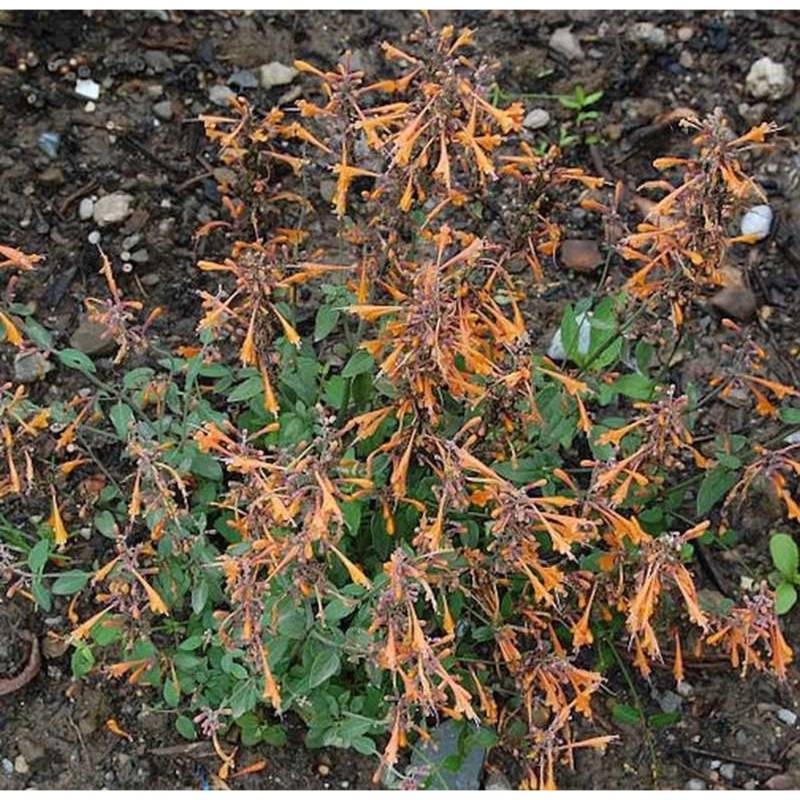 Duftnessel Apricot Sprite - Agastache aurantiaca von Die Nr-01.de