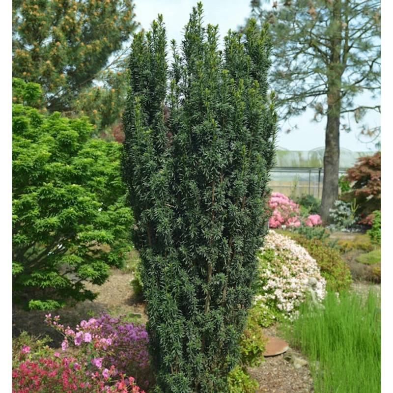 Dunkelgrüne Säuleneibe Pirat 50-60cm - Taxus baccata von Die Nr-01.de