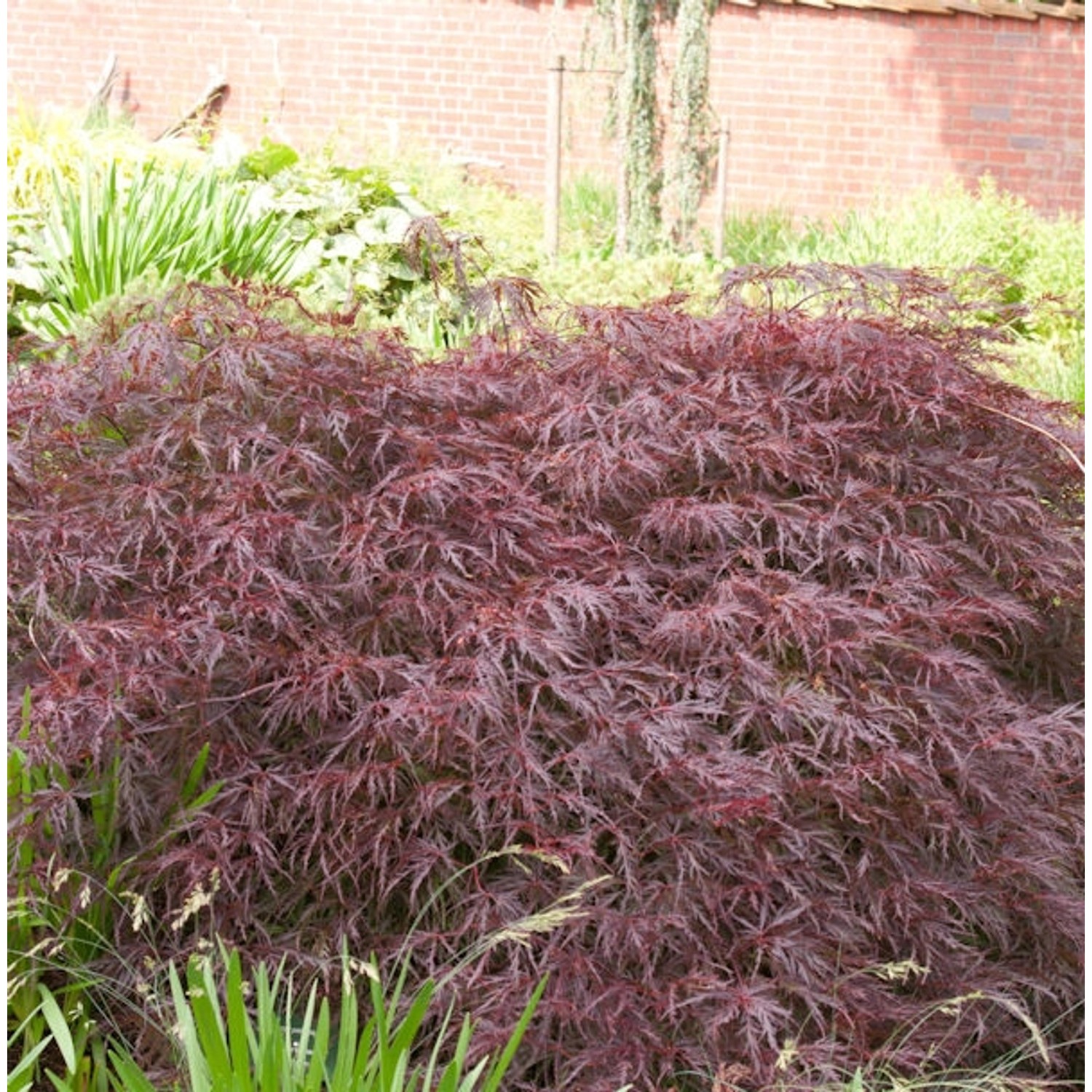 Dunkelroter Schlitz Ahorn Garnet 70-80cm - Acer palmatum Dunkelroter Schlitz Ahorn Garnet 70-80cm - Acer palmatum von Die Nr-01.de