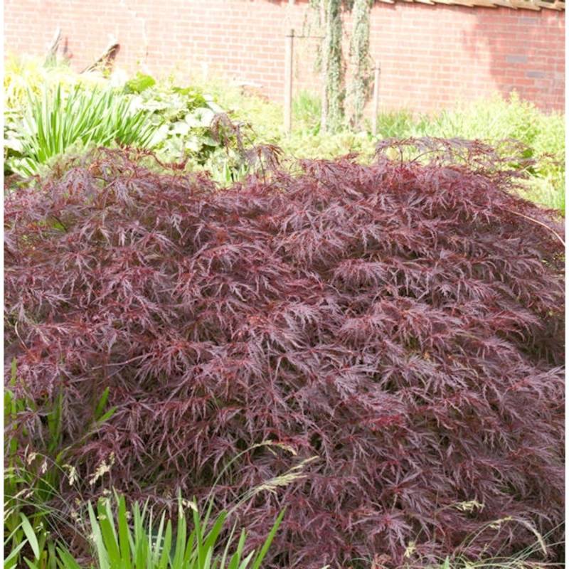 Dunkelroter Schlitz Ahorn Garnet 70-80cm - Acer palmatum Dunkelroter Schlitz Ahorn Garnet 70-80cm - Acer palmatum von Die Nr-01.de