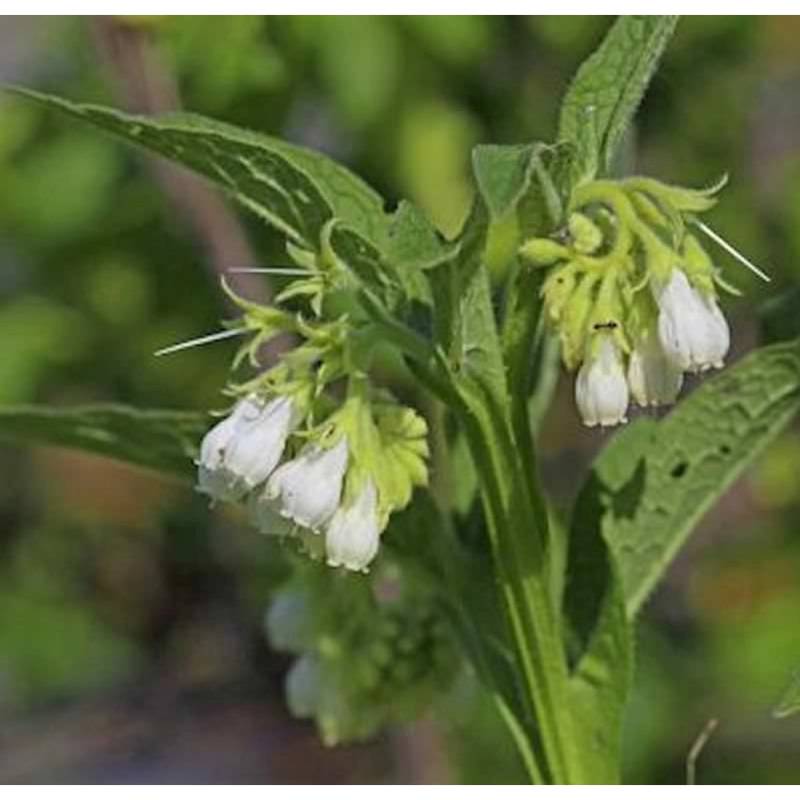 Echter Beinwell Weiß - Symphytum officinale von Die Nr-01.de
