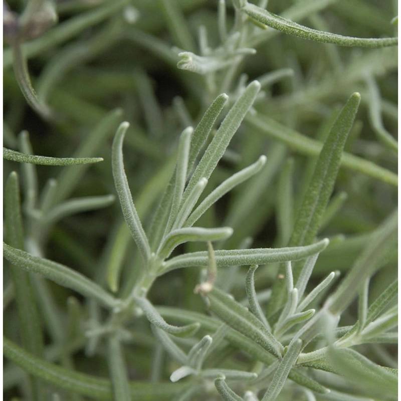 Echter Lavendel Silver Dwarf - Lavandula angustifolia von Die Nr-01.de
