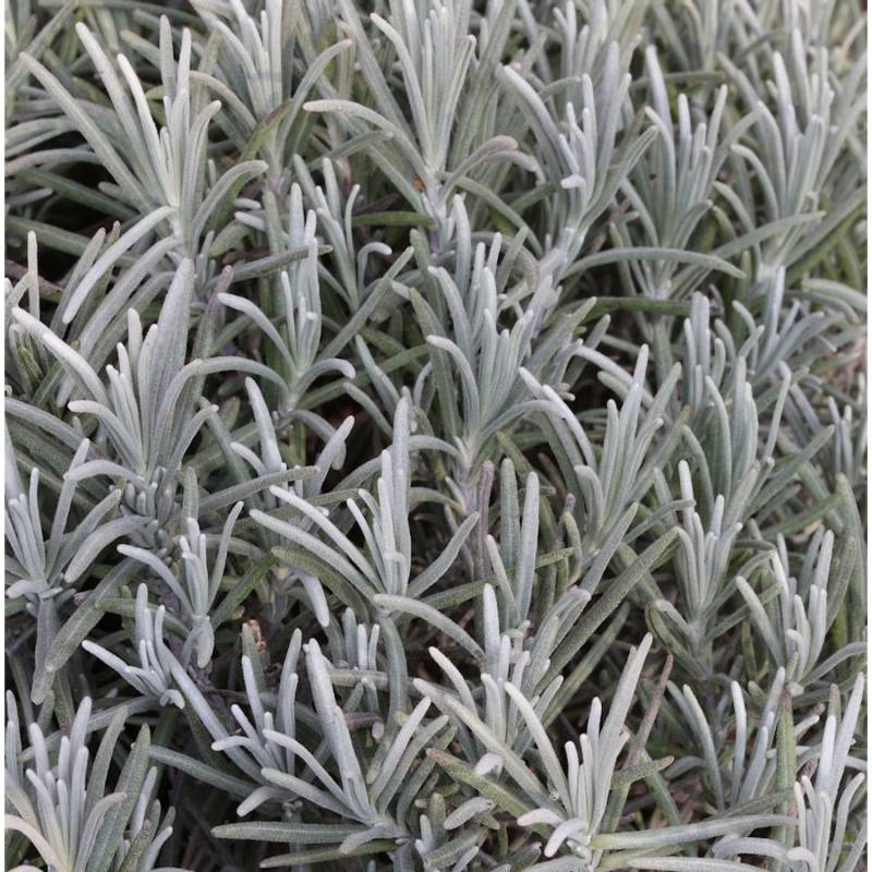 Echter Lavendel Silver Mist - Lavandula angustifolia von Die Nr-01.de
